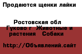 Продаются щенки лайки - Ростовская обл., Гуково г. Животные и растения » Собаки   